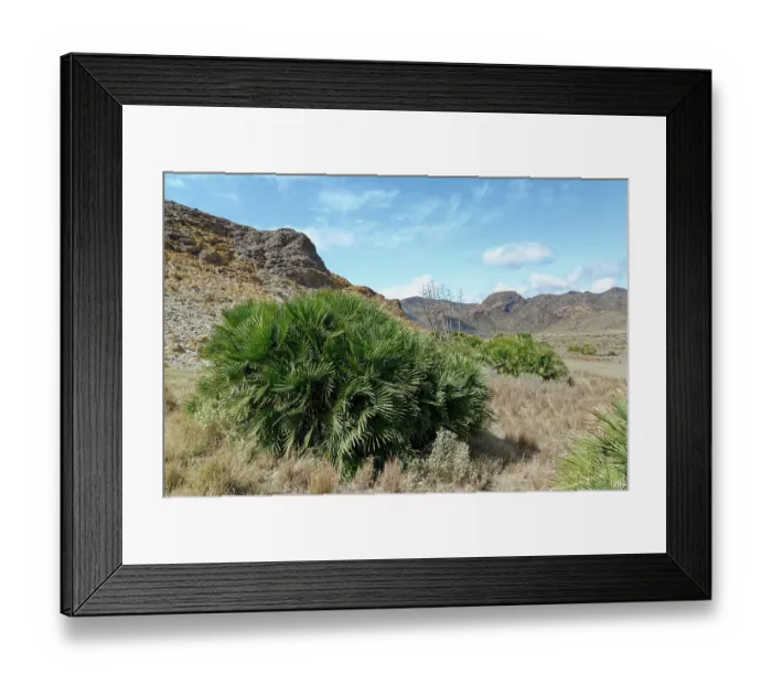Framed Print : European fan palms (Chamaerops humilis) growing on coastal hillside, Cabo de Gata-Nijar Natural Park, Almeria, Spain. March Framed Print : European fan palms (Chamaerops humilis) growing on coastal hillside, Cabo de Gata-Nijar Natural Park, Almeria, Spain. March