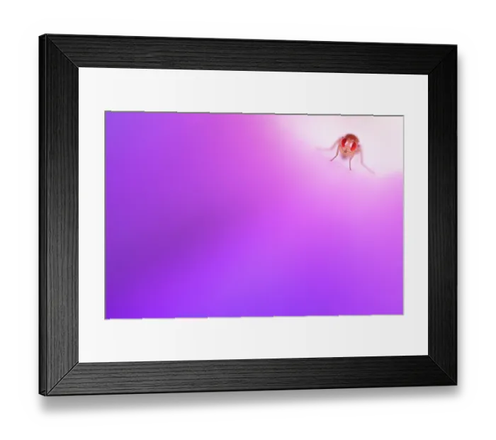 Framed Print : Fruit fly (Drosophila sp.) inside a Morning glory (Convolvulaceae) flower, Sabah, Borneo Framed Print : Fruit fly (Drosophila sp.) inside a Morning glory (Convolvulaceae) flower, Sabah, Borneo