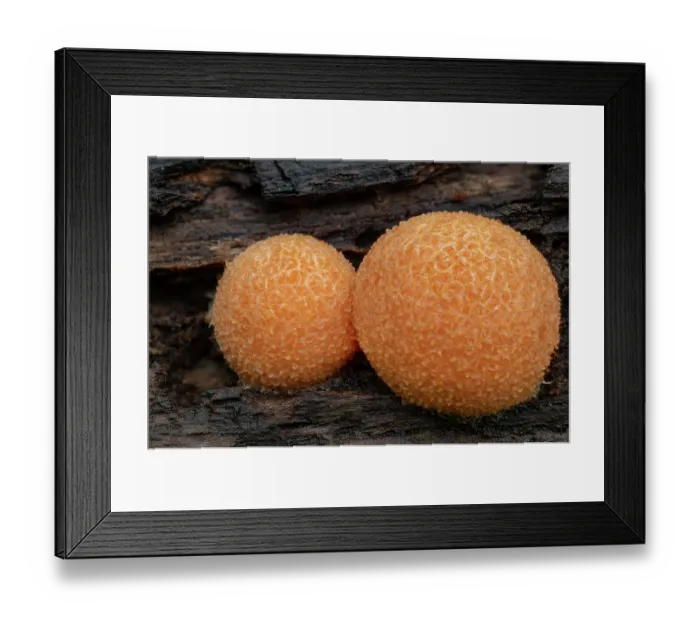 Framed Print : Red raspberry slime mould (Tubifera ferruginosa) close up, growing on decaying branch, Loughgall Country Park, County Armagh, Northern Ireland, UK. May Framed Print : Red raspberry slime mould (Tubifera ferruginosa) close up, growing on decaying branch, Loughgall Country Park, County Armagh, Northern Ireland, UK. May