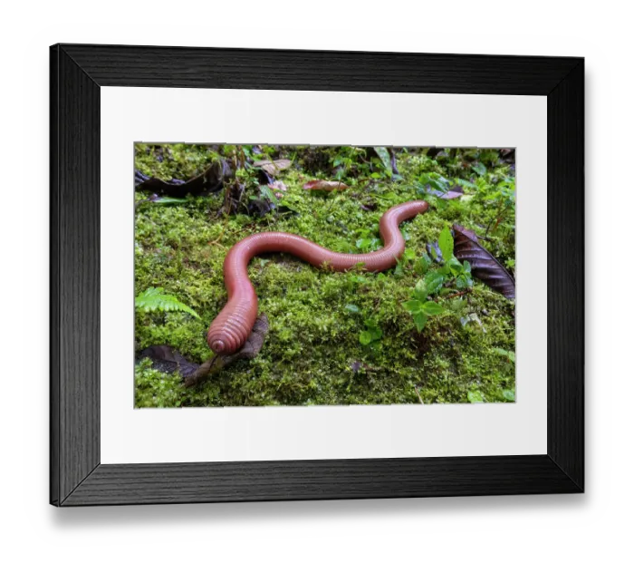 Framed Print : Giant earthworm (possibly Martiodrilus crassus) over 75 centimetres in length, portrait, Cloud forest near Mindo, upper Pacific slope, Ecuador Framed Print : Giant earthworm (possibly Martiodrilus crassus) over 75 centimetres in length, portrait, Cloud forest near Mindo, upper Pacific slope, Ecuador