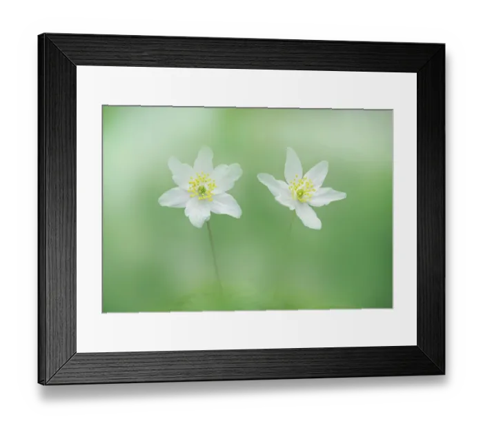 Framed Print : RF - Wood anemones (Anemonoides nemorosa) in flower, Clare Glen, Tandragee, County Armagh, Northern Ireland, UK. April Framed Print : RF - Wood anemones (Anemonoides nemorosa) in flower, Clare Glen, Tandragee, County Armagh, Northern Ireland, UK. April