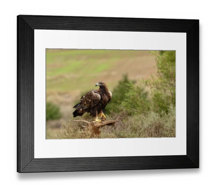 Framed Print : RF - Golden eagle (Aquila chrysaetos) perched on branch, Duraton River Gorges Natural Park, Castilla y Leon, Spain. November