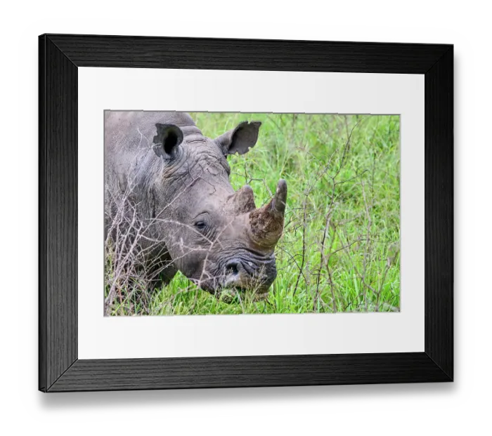 Framed Print : White rhinoceros (Ceratotherium simum) male, grazing, head portrait, Akagera National Park, Rwanda Framed Print : White rhinoceros (Ceratotherium simum) male, grazing, head portrait, Akagera National Park, Rwanda
