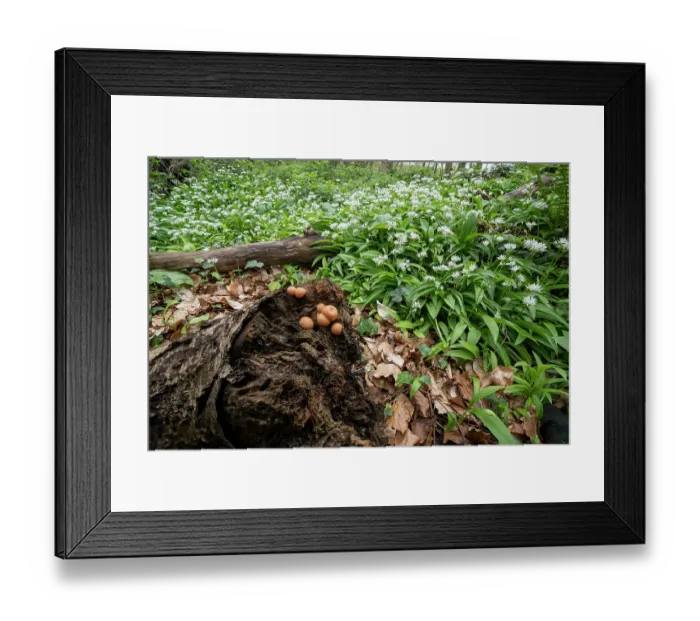 Framed Print : Wolfs milk (Lycogala epidendrum) growing on decaying log surrounded by carpet of flowering Wild garlic (Allium ursinum), Loughgall Country Park, County Armagh, Northern Ireland Framed Print : Wolfs milk (Lycogala epidendrum) growing on decaying log surrounded by carpet of flowering Wild garlic (Allium ursinum), Loughgall Country Park, County Armagh, Northern Ireland
