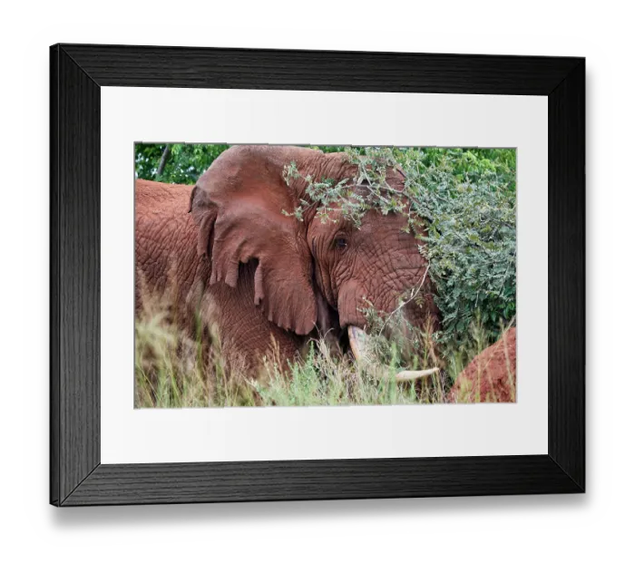 Framed Print : African elephant (Loxodonta africana) bull with damaged ears standing in bushland, Akagera National Park, Rwanda. Endangered Framed Print : African elephant (Loxodonta africana) bull with damaged ears standing in bushland, Akagera National Park, Rwanda. Endangered