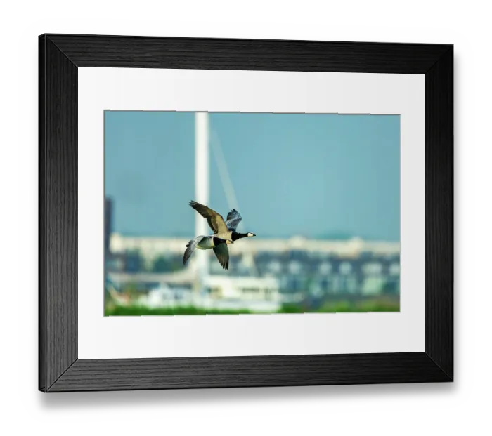 Framed Print : Two Barnacle geese (Branta leucopsis) in flight against the backdrop of the Nescio Bridge, a steel suspension bridge for cyclists and pedestrians, IJburg Framed Print : Two Barnacle geese (Branta leucopsis) in flight against the backdrop of the Nescio Bridge, a steel suspension bridge for cyclists and pedestrians, IJburg