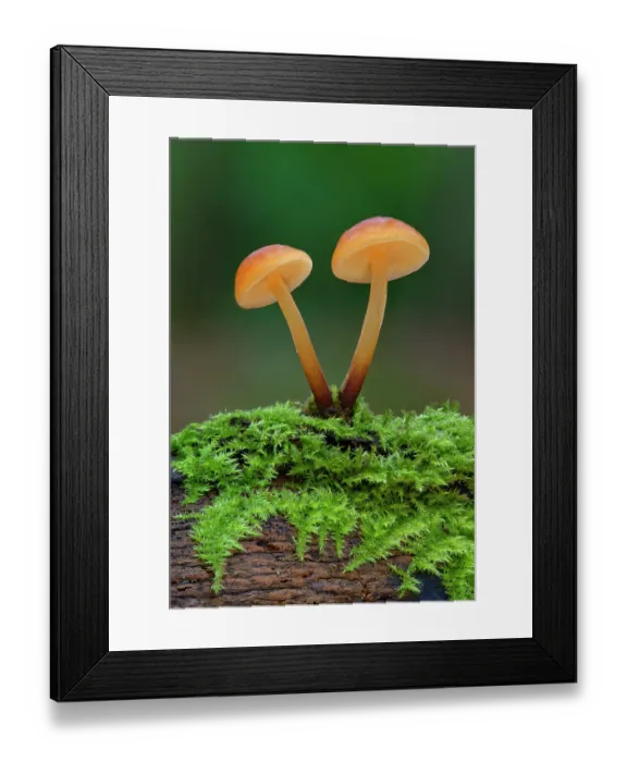 Framed Print : Velvet shank (Flammulina velutipes) growing on fallen tree, Gosford Forest Park, County Armagh, Northern Ireland, UK. December Framed Print : Velvet shank (Flammulina velutipes) growing on fallen tree, Gosford Forest Park, County Armagh, Northern Ireland, UK. December