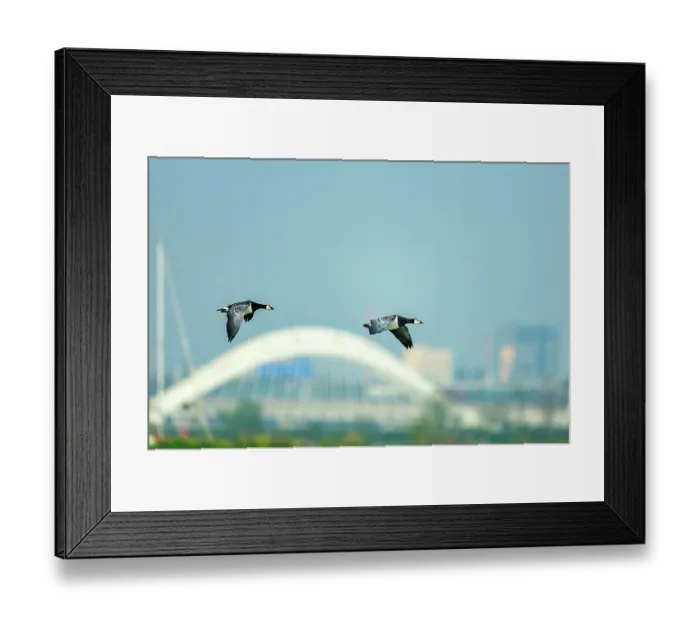Framed Print : Two Barnacle geese (Branta leucopsis) in flight against the backdrop of the Nescio Bridge, a steel suspension bridge for cyclists and pedestrians, IJburg Framed Print : Two Barnacle geese (Branta leucopsis) in flight against the backdrop of the Nescio Bridge, a steel suspension bridge for cyclists and pedestrians, IJburg