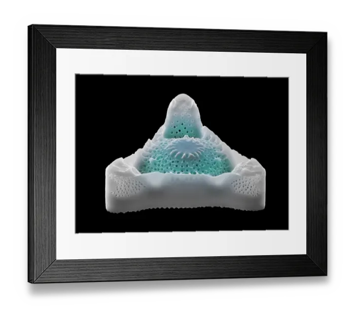 Framed Print : Diatom (Medlinia pseudoweissei) - False-coloured scanning electron micrograph