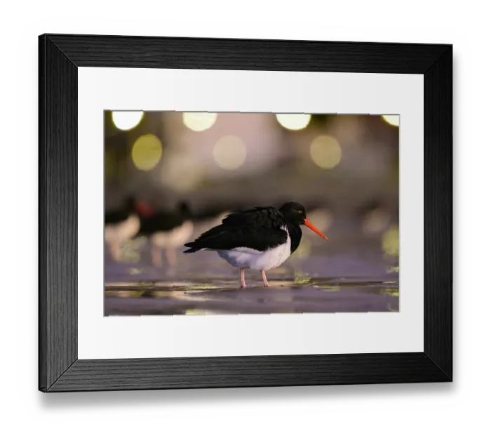 Framed Print : Magellanic oystercatcher (Haematopus leucopodus) on the beach of Rada Tilly city with city lights in the background, Chubut Province, Patagonia, Argentina. June Framed Print : Magellanic oystercatcher (Haematopus leucopodus) on the beach of Rada Tilly city with city lights in the background, Chubut Province, Patagonia, Argentina. June