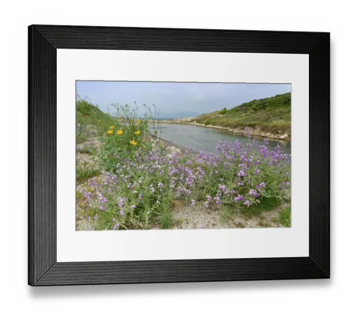 Framed Print : Three-horned stock (Matthiola tricuspidata) and Yellow horned poppy (Glaucium flavum) clumps flowering on a shingle beach, Antiniotissa lagoon, Corfu, Greece. May Framed Print : Three-horned stock (Matthiola tricuspidata) and Yellow horned poppy (Glaucium flavum) clumps flowering on a shingle beach, Antiniotissa lagoon, Corfu, Greece. May