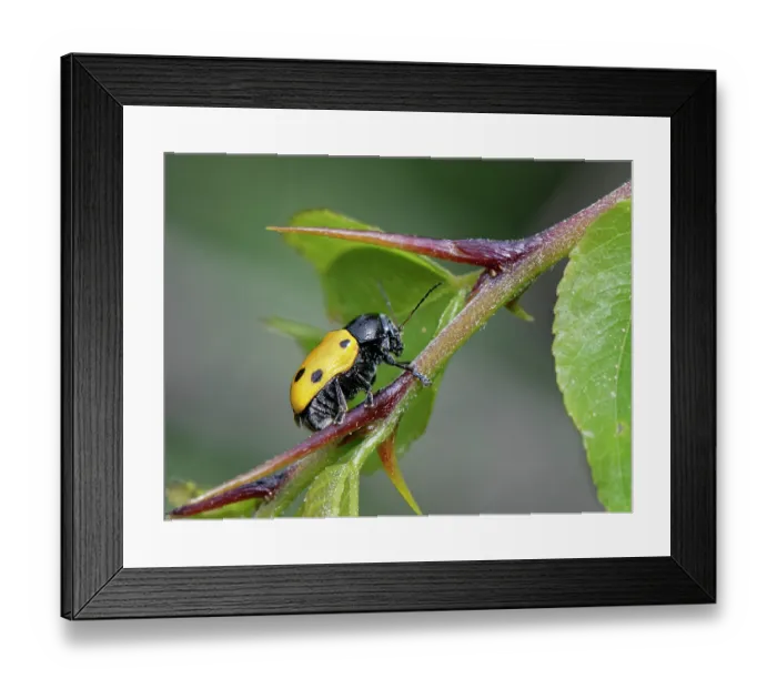 Framed Print : Six-spotted leaf beetle (Lachnaia sexpunctata) resting on plant stem, Corfu, Greece. May Framed Print : Six-spotted leaf beetle (Lachnaia sexpunctata) resting on plant stem, Corfu, Greece. May