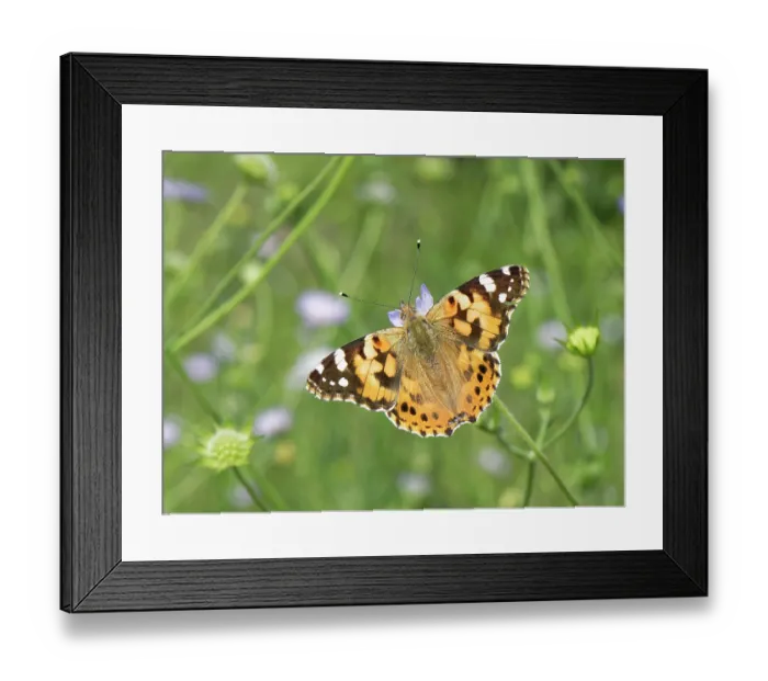 Framed Print : Painted lady butterfly (Vanessa cardui) nectaring on Sweet scabious (Scabiosa atropurpurea) flower on coastal hillside grassland, near Cape Drastis, Corfu, Greece. May Framed Print : Painted lady butterfly (Vanessa cardui) nectaring on Sweet scabious (Scabiosa atropurpurea) flower on coastal hillside grassland, near Cape Drastis, Corfu, Greece. May