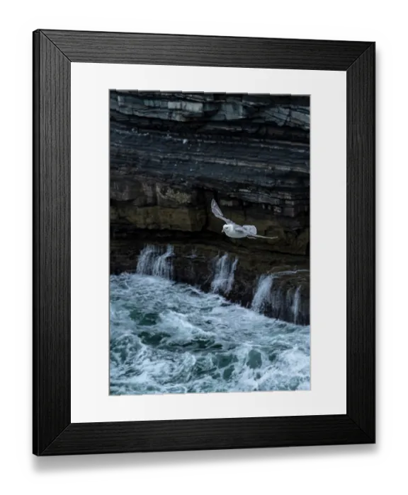 Framed Print : Fulmar (Fulmarus glacialis) in flight along coastal cliffs on the Wild Atlantic Way - Downpatrick Head, Ballycastle, County Mayo, Republic of Ireland. May