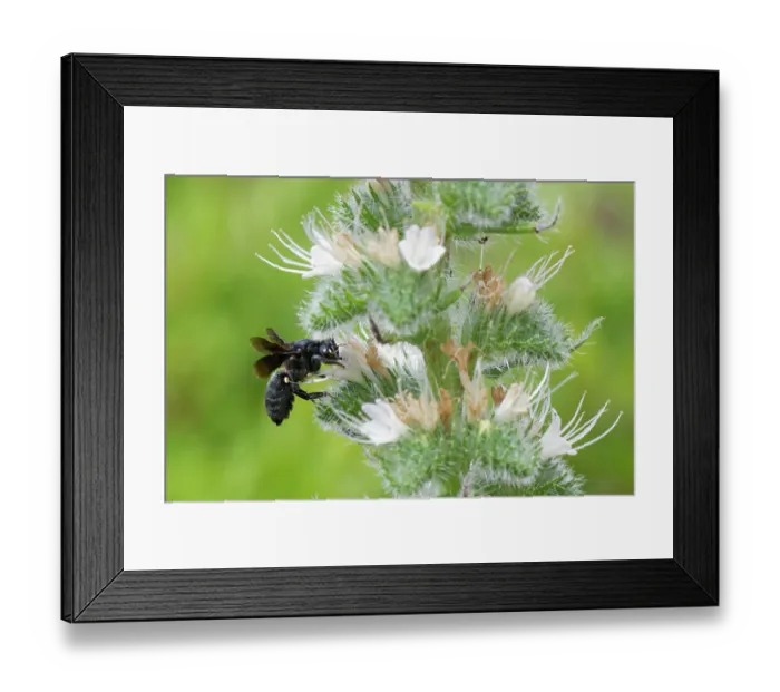 Framed Print : Black mud bee / Wall bee (Megachile parietina) female, nectaring on Pale bugloss (Echium italicum biebersteinii) flower spike, Corfu, Greece. May Framed Print : Black mud bee / Wall bee (Megachile parietina) female, nectaring on Pale bugloss (Echium italicum biebersteinii) flower spike, Corfu, Greece. May