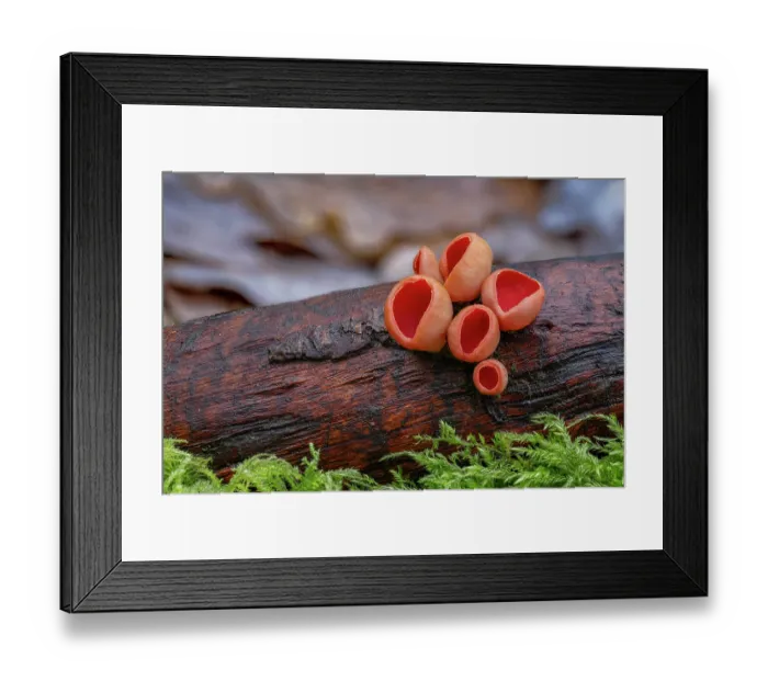 Framed Print : Scarlet elfcup fungus (Sarcoscypha austriaca) growing on decaying branch, Clare Glen, Tandragee, Country Armagh, Northern Ireland, UK. January Framed Print : Scarlet elfcup fungus (Sarcoscypha austriaca) growing on decaying branch, Clare Glen, Tandragee, Country Armagh, Northern Ireland, UK. January