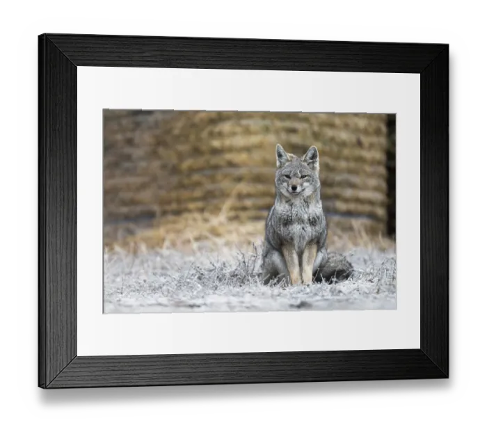 Framed Print : Darwin's fox (Lycalopex fulvipes) portrait, Torres del Paine, Patagonia, Chile. Endangered Framed Print : Darwin's fox (Lycalopex fulvipes) portrait, Torres del Paine, Patagonia, Chile. Endangered