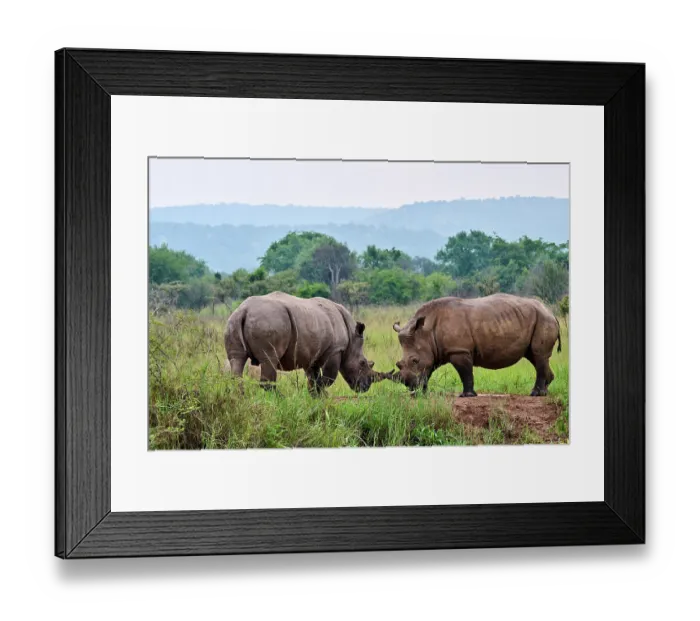 Framed Print : Two White rhinoceros (Ceratotherium simum) males, play fighting, Akagera National Park, Rwanda Framed Print : Two White rhinoceros (Ceratotherium simum) males, play fighting, Akagera National Park, Rwanda