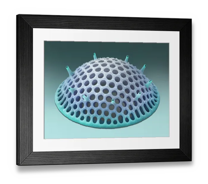 Framed Print : Diatom (Stephanopyxis grunowii) - False-coloured scanning electron micrograph Framed Print : Diatom (Stephanopyxis grunowii) - False-coloured scanning electron micrograph