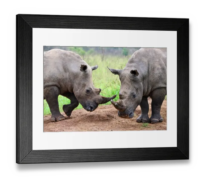 Framed Print : Two White rhinoceros (Ceratotherium simum) males, play fighting, Akagera National Park, Rwanda Framed Print : Two White rhinoceros (Ceratotherium simum) males, play fighting, Akagera National Park, Rwanda