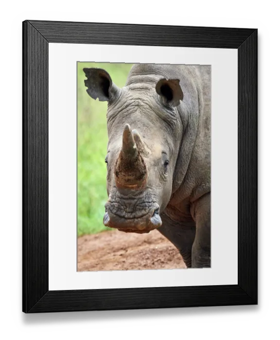 Framed Print : White rhinoceros (Ceratotherium simum) male, head portrait, Akagera National Park, Rwanda Framed Print : White rhinoceros (Ceratotherium simum) male, head portrait, Akagera National Park, Rwanda