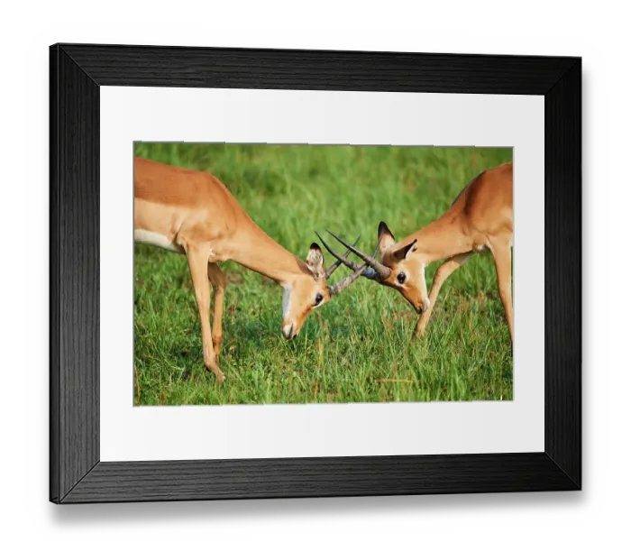 Framed Print : Two Impala (Aepyceros melampus) juvenile males, play fighting, Akagera National Park, Rwanda