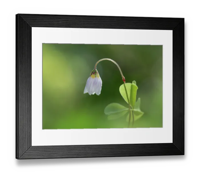Framed Print : Wood sorrel (Oxalis acetosella) in flower, Clare Glen, Tandragee, County Armagh, Northern Ireland, UK. March Framed Print : Wood sorrel (Oxalis acetosella) in flower, Clare Glen, Tandragee, County Armagh, Northern Ireland, UK. March