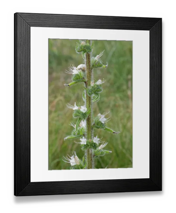 Framed Print : Pale bugloss (Echium italicum biebersteinii) flowering spike in coastal sand dunes, Corfu, Greece. May Framed Print : Pale bugloss (Echium italicum biebersteinii) flowering spike in coastal sand dunes, Corfu, Greece. May