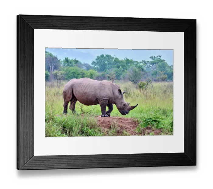 Framed Print : White rhinoceros (Ceratotherium simum) male, portrait, Akagera National Park, Rwanda Framed Print : White rhinoceros (Ceratotherium simum) male, portrait, Akagera National Park, Rwanda