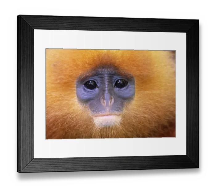 Framed Print : Red leaf monkey (Presbytis rubicunda) head portrait, Sabah, Borneo Framed Print : Red leaf monkey (Presbytis rubicunda) head portrait, Sabah, Borneo