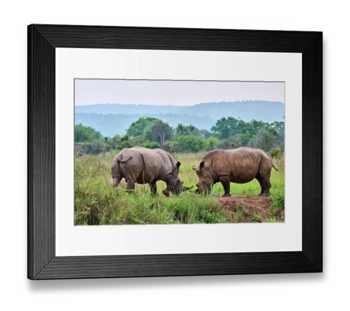Framed Print : Two White rhinoceros (Ceratotherium simum) males, play fighting, Akagera National Park, Rwanda Framed Print : Two White rhinoceros (Ceratotherium simum) males, play fighting, Akagera National Park, Rwanda