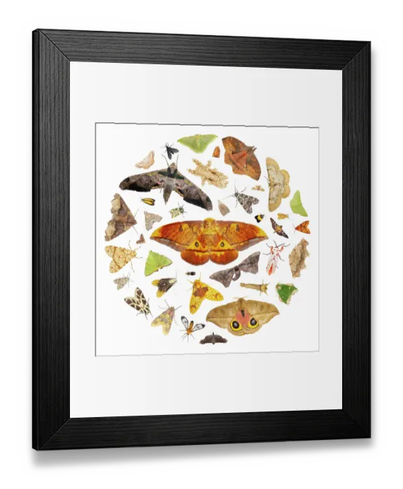 Framed Print : Montage of moths attracted to an ultraviolet (UV) light at night, representing the rich biodivesity of the cloud forest Framed Print : Montage of moths attracted to an ultraviolet (UV) light at night, representing the rich biodivesity of the cloud forest