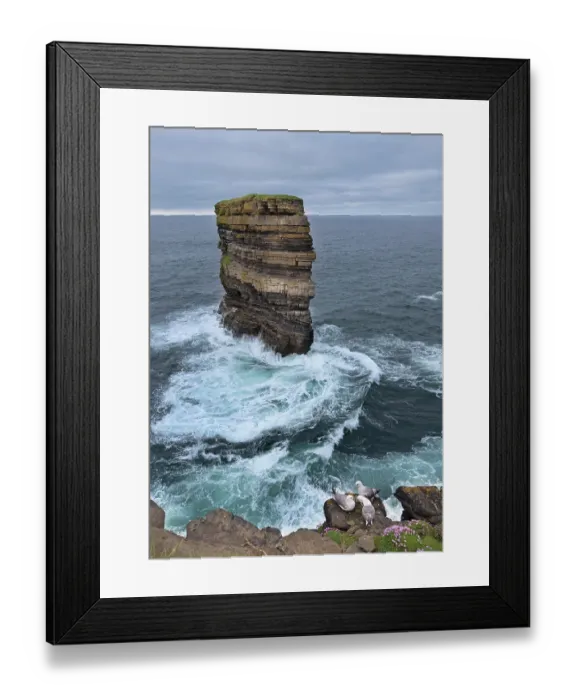 Framed Print : Three Fulmars (Fulmarus glacialis) perched on cliff top on coastal cliffs on the Wild Atlantic Way - Downpatrick Head, Ballycastle, County Mayo, Republic of Ireland. May Framed Print : Three Fulmars (Fulmarus glacialis) perched on cliff top on coastal cliffs on the Wild Atlantic Way - Downpatrick Head, Ballycastle, County Mayo, Republic of Ireland. May