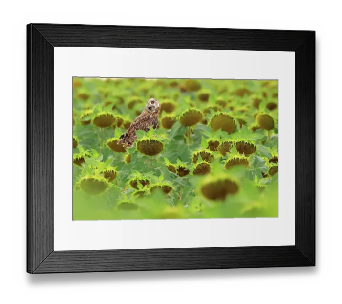 Framed Print : Short-eared owl (Asio flammeus) perched in a field of Sunflowers (Helianthus sp.) at sunset, Valladolid, Spain. August Framed Print : Short-eared owl (Asio flammeus) perched in a field of Sunflowers (Helianthus sp.) at sunset, Valladolid, Spain. August