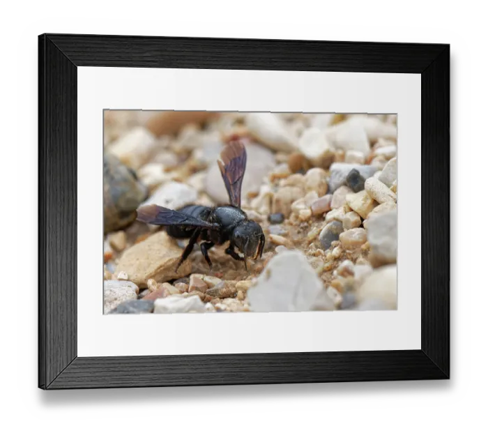 Framed Print : Black mud bee / Wall bee (Megachile parietina) female collecting sand and small stones for its nest from a beach, Corfu, Greece. May Framed Print : Black mud bee / Wall bee (Megachile parietina) female collecting sand and small stones for its nest from a beach, Corfu, Greece. May