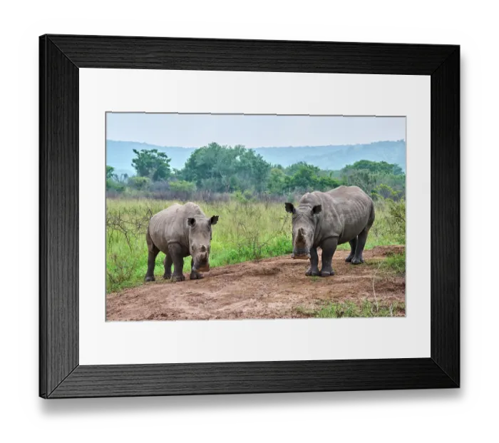 Framed Print : Two White rhinoceros (Ceratotherium simum) males, portrait, Akagera National Park, Rwanda