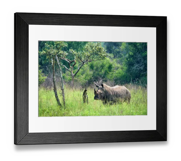Framed Print : White rhinoceros (Ceratotherium simum) male, portrait, Akagera National Park, Rwanda