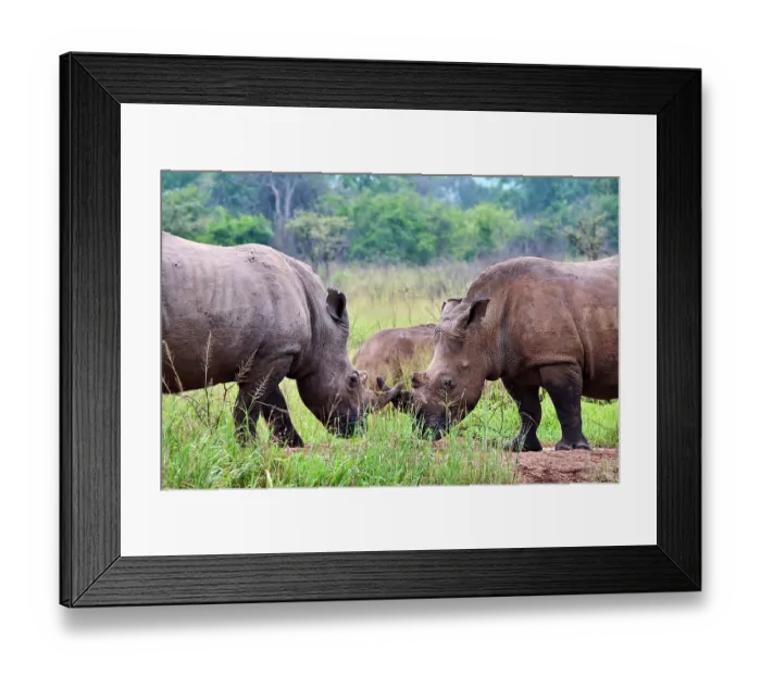 Framed Print : Two White rhinoceros (Ceratotherium simum) males, play fighting, Akagera National Park, Rwanda Framed Print : Two White rhinoceros (Ceratotherium simum) males, play fighting, Akagera National Park, Rwanda