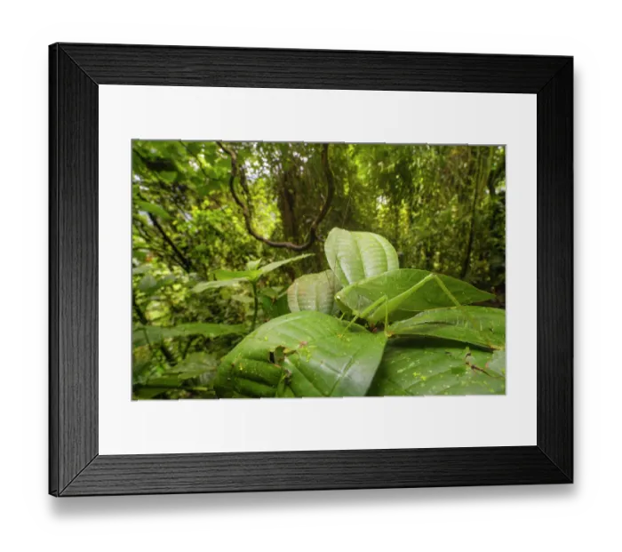 Framed Print : RF - Leaf-mimic katydid (Tettigoniidae) camouflaged on a leaf, Kapari cloud forest, Choco, Pacific slope, Ecuador Framed Print : RF - Leaf-mimic katydid (Tettigoniidae) camouflaged on a leaf, Kapari cloud forest, Choco, Pacific slope, Ecuador
