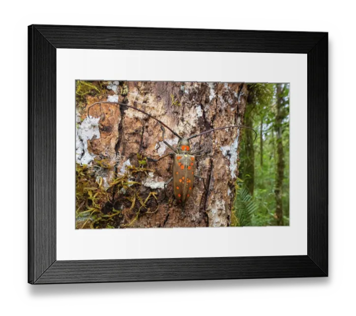Framed Print : Longhorn beetle (Batocera victoriana) camouflaged on tree bark in rain forest, Sabah, Borneo Framed Print : Longhorn beetle (Batocera victoriana) camouflaged on tree bark in rain forest, Sabah, Borneo