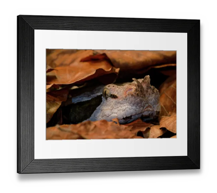 Framed Print : Gaboon viper (Bitis gabonica) hiding among leaf litter, sub-Saharan Africa Framed Print : Gaboon viper (Bitis gabonica) hiding among leaf litter, sub-Saharan Africa