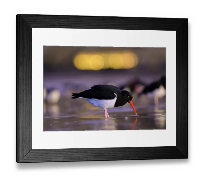 Framed Print : Magellanic oystercatcher (Haematopus leucopodus) foraging on the beach of Rada Tilly city with city lights in the background, Chubut Province, Patagonia, Argentina. June Framed Print : Magellanic oystercatcher (Haematopus leucopodus) foraging on the beach of Rada Tilly city with city lights in the background, Chubut Province, Patagonia, Argentina. June
