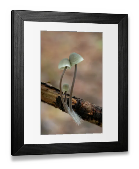 Framed Print : Angel's bonnet (Mycena arcangeliana) growning on fallen branch, Lough Neagh Discovery Centre, Lurgan, County Armagh, Northern Ireland, UK. November Framed Print : Angel's bonnet (Mycena arcangeliana) growning on fallen branch, Lough Neagh Discovery Centre, Lurgan, County Armagh, Northern Ireland, UK. November