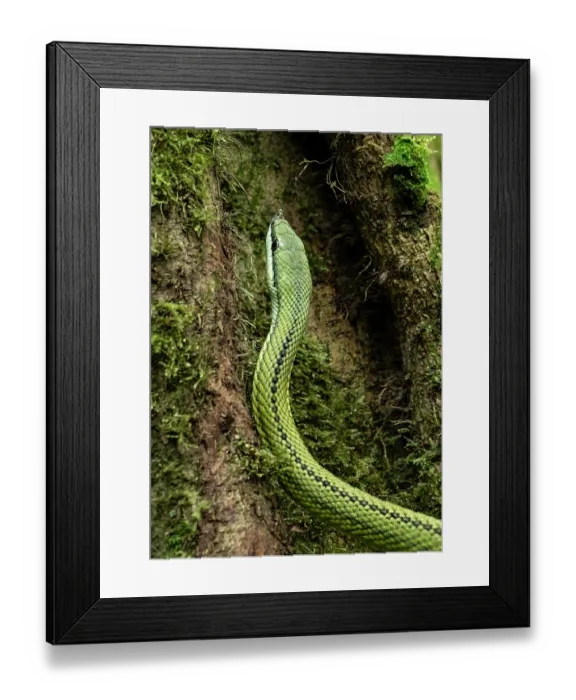 Framed Print : Baron's green racer (Philodryas baroni) portrait, South America. Controlled conditions Framed Print : Baron's green racer (Philodryas baroni) portrait, South America. Controlled conditions