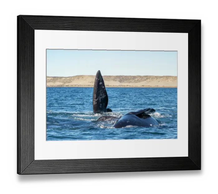 Framed Print : Southern right whales (Eubalaena australis) pair, male courtship behaviour, gently rubbing against female, Golfo Nuevo, Peninsula Valdez, Chubut Province, Argentina Framed Print : Southern right whales (Eubalaena australis) pair, male courtship behaviour, gently rubbing against female, Golfo Nuevo, Peninsula Valdez, Chubut Province, Argentina