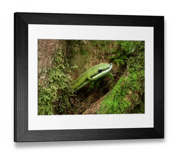 Framed Print : Baron's green racer (Philodryas baroni) head portrait, South America. Controlled conditions Framed Print : Baron's green racer (Philodryas baroni) head portrait, South America. Controlled conditions