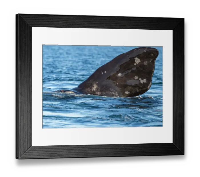 Framed Print : Southern right whale (Eubalaena australis) flippering, raising its pectoral fin out of water, Golfo Nuevo, Peninsula Valdez, Chubut Province, Argentina, Atlantic Ocean Framed Print : Southern right whale (Eubalaena australis) flippering, raising its pectoral fin out of water, Golfo Nuevo, Peninsula Valdez, Chubut Province, Argentina, Atlantic Ocean