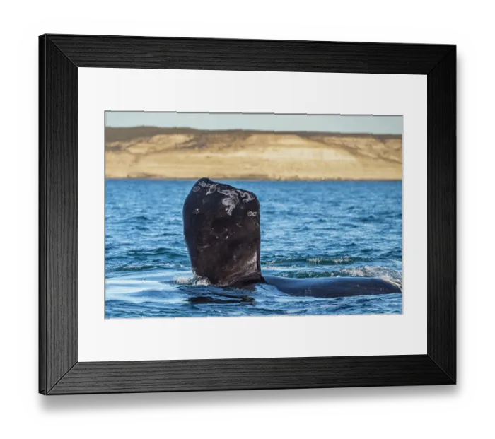Framed Print : Southern right whale (Eubalaena australis) flippering, raising its pectoral fin out of water, Golfo Nuevo, Peninsula Valdez, Chubut Province, Argentina, Atlantic Ocean Framed Print : Southern right whale (Eubalaena australis) flippering, raising its pectoral fin out of water, Golfo Nuevo, Peninsula Valdez, Chubut Province, Argentina, Atlantic Ocean