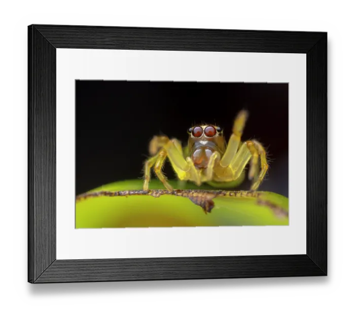 Framed Print : RF - Jumping spider (Salticidae) portrait, Yasuní National Park, Amazonian Ecuador. (This image may be licensed either as rights managed or royalty free.) Framed Print : RF - Jumping spider (Salticidae) portrait, Yasuní National Park, Amazonian Ecuador. (This image may be licensed either as rights managed or royalty free.)