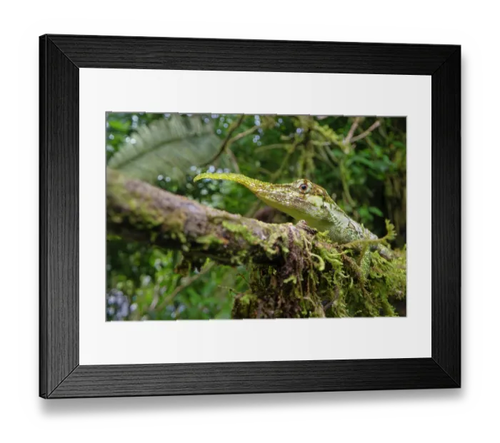 Framed Print : Horned anole (Anolis proboscis) male, resting on branch, camouflaged in canopy vegetation, Cloud forest, Mindo, Pacific slope, Ecuador. Endangered Framed Print : Horned anole (Anolis proboscis) male, resting on branch, camouflaged in canopy vegetation, Cloud forest, Mindo, Pacific slope, Ecuador. Endangered